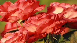 Explore these parks in Fort Smith, AR | Rath Auto Resources